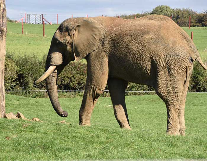JIM CORBETT ELEPHANT